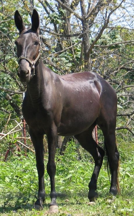 Bí ẩn di truyền khiến loài la gần như vô sinh: Vì sao trong hơn 500 năm chỉ có dưới 100 con la sinh con? - Ảnh 3.