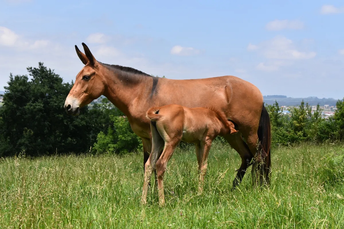 Bí ẩn di truyền khiến loài la gần như vô sinh: Vì sao trong hơn 500 năm chỉ có dưới 100 con la sinh con? - Ảnh 2.
