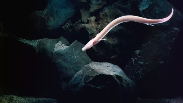 Sinh vật kỳ bí mang hình dáng loài rồng: Chúng có thể bất động trong 7 năm, nhịn ăn 10 năm và thậm chí sống đến hơn một thế kỷ