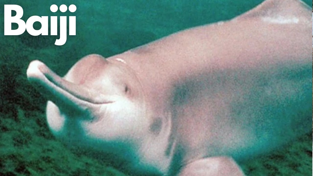 22 năm giam cầm và chết trong bể kính: Bí mật đen tối dưới làn nước đục ngầu của dòng Dương Tử