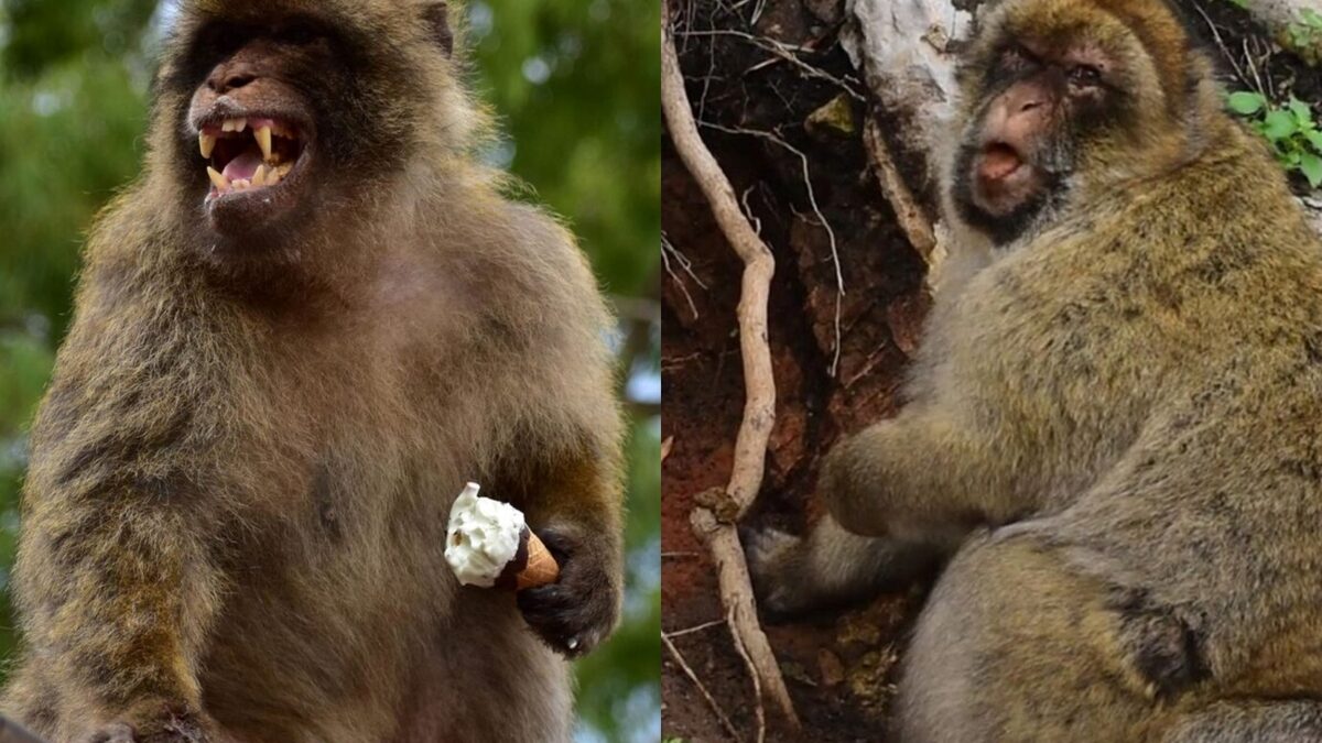 Những con khỉ tại vùng núi Gibraltar ăn đất để chữa đau bụng vì đồ ăn vặt du khách