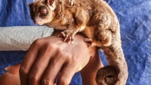 Phát hiện chấn động về hai loài thú có túi tại New Guinea vốn được cho là đã tuyệt chủng 6000 năm