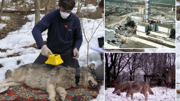 Bầy sói sống giữa vùng đất chết Chernobyl đang tiến hóa kỳ lạ, các nhà khoa học phát hiện điều đáng kinh ngạc
