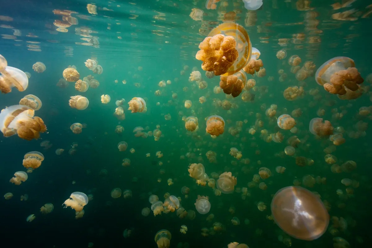 golden-jellies-l-1777688700205-1777688700573823555548-1