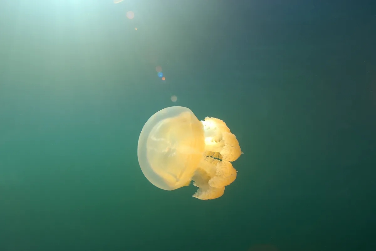 one-golden-jelly-l-1777688701578-1777688702283101146955-1