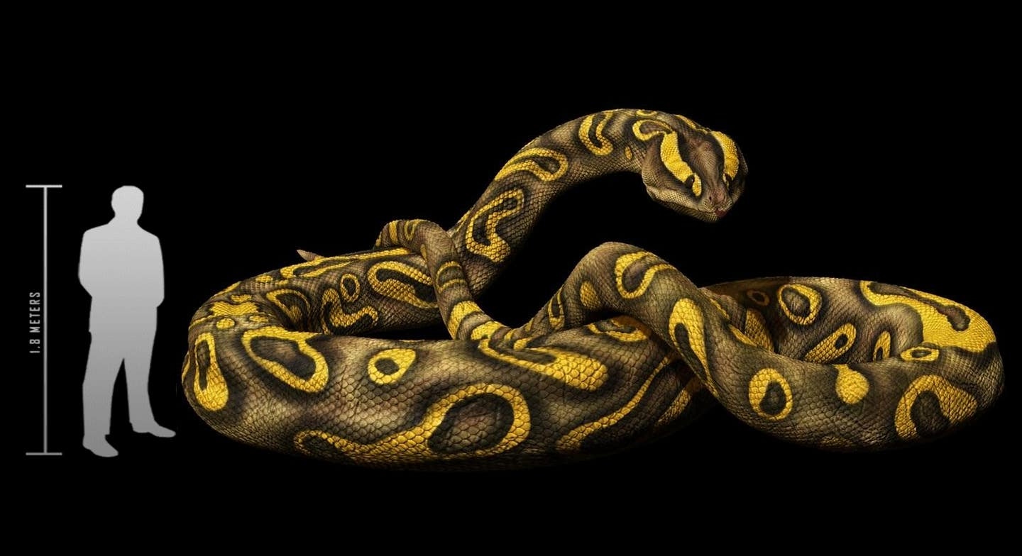snake-1-1778128430410-17781284307481622434195-1