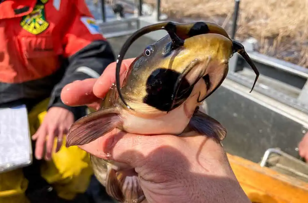 20230722oncatfish-1024x677-1785210996854-17852109970691335158529