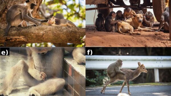 Giải mã hiện tượng khỉ cưỡi hươu, nhận nuôi khác loài: Sự thấu cảm tiến hóa hay trò đùa nguy hiểm của tự nhiên?