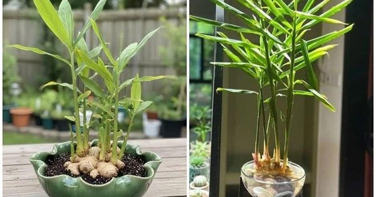 5 lý do vì sao gia đình nào cũng nên trồng một chậu gừng trong nhà