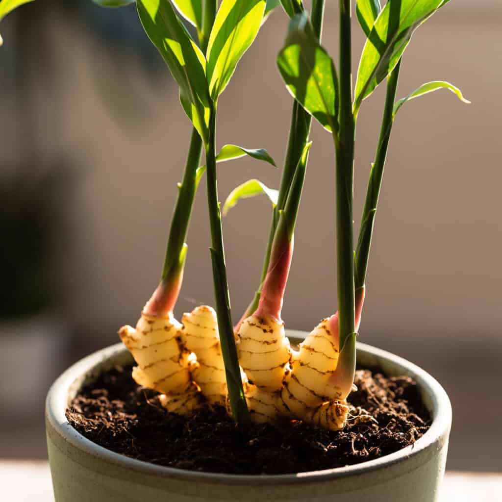 chau-gung-bigger-garden-1787285843876553244111-1787471128765-17874711288713037598 5 lý do vì sao gia đình nào cũng nên trồng một chậu gừng trong nhà - Ảnh 3.