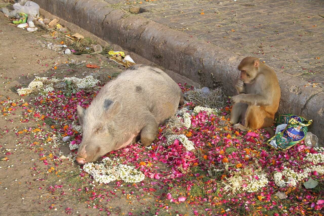 cochonetsingejaipurrajasthan-1786073174558-17860731748031227229080