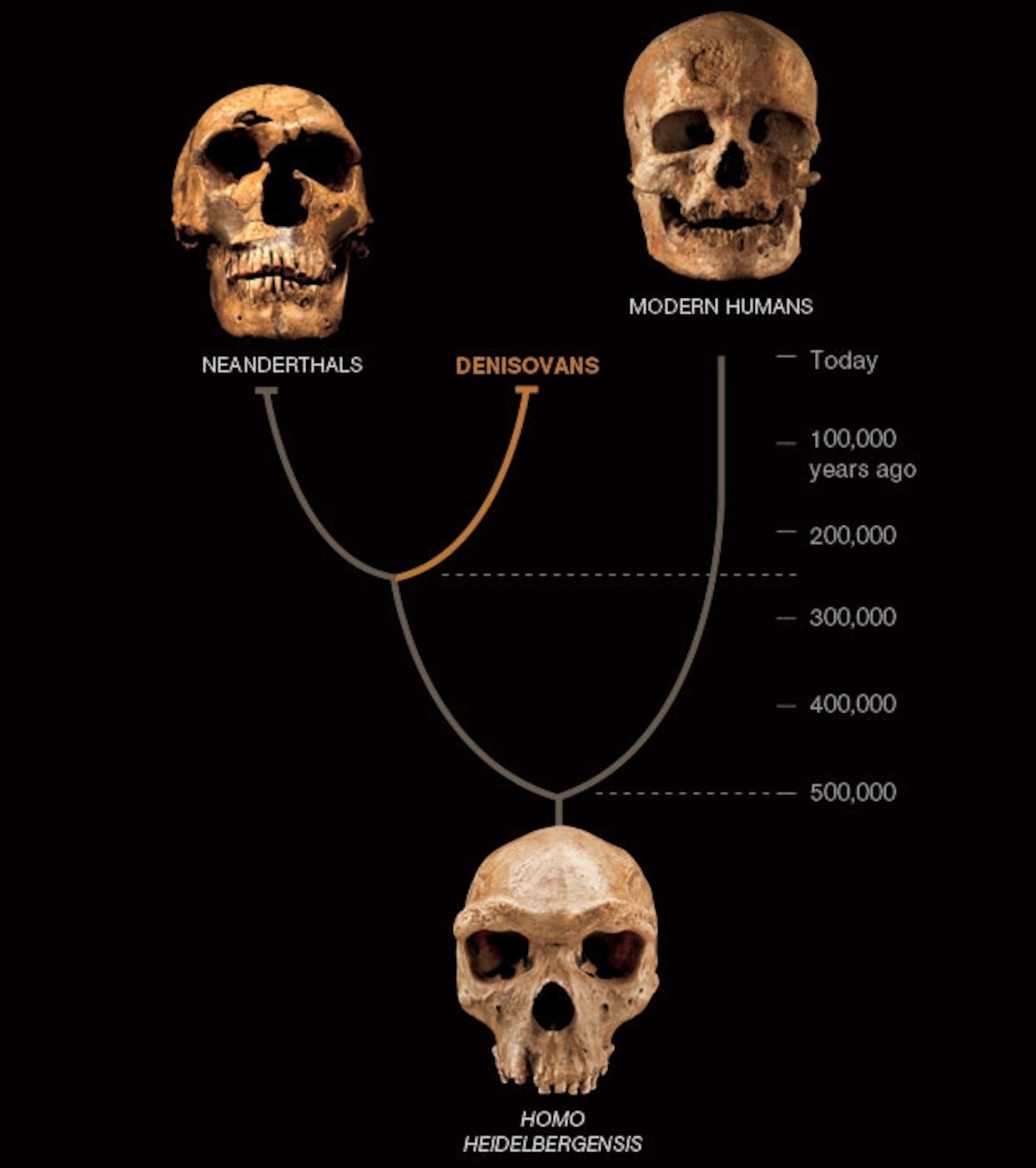 denisovan-family-tree-990x700-1786943430149-17869434303971173196205