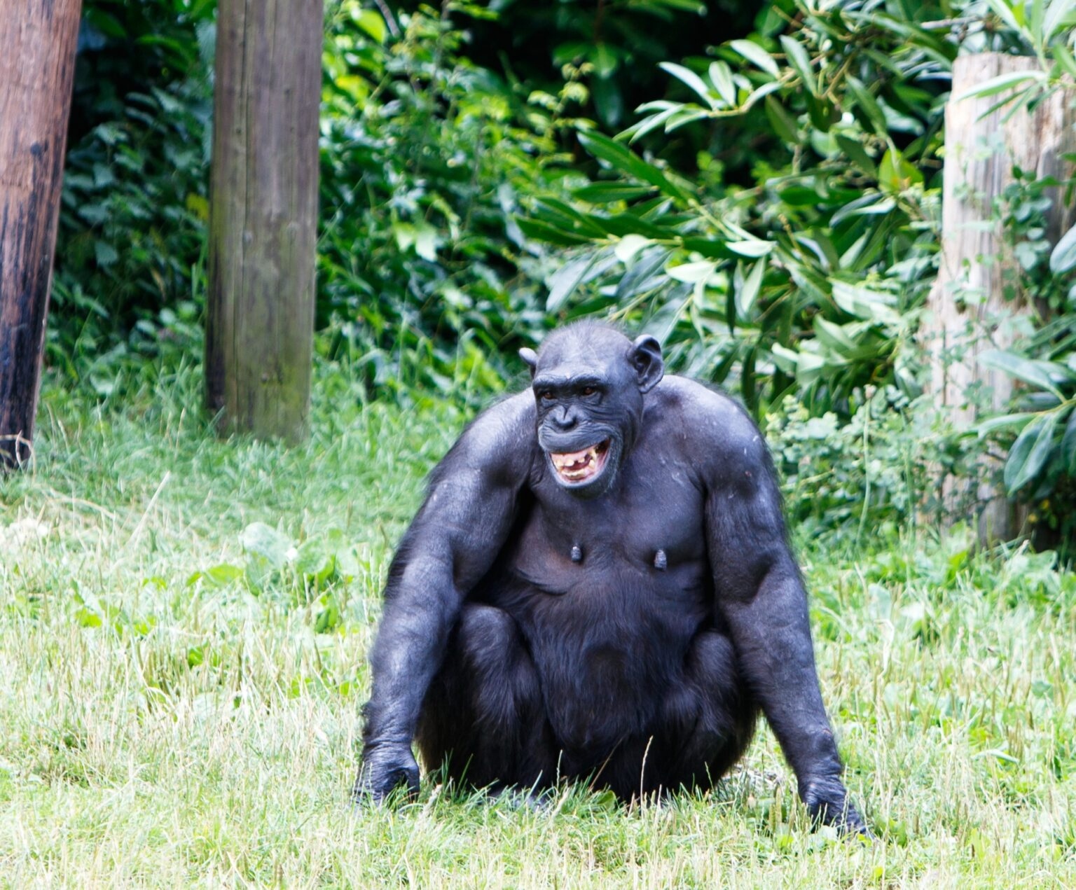 happy-chimpanzee-monkey-1536x127-1782832144507-17828321447541389814924 Giải mã bí ẩn ngôn ngữ nhân loại từ tiếng cười 15 triệu năm tuổi của loài vượn người - Ảnh 2.
