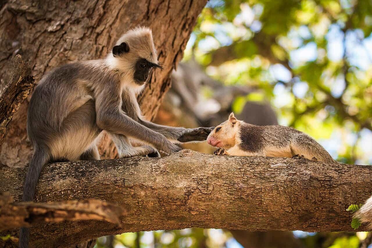 interspeciesbonding-1-1786073172889-17860731735681803603188