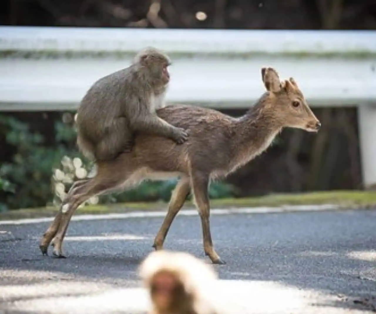 monkey-friendships-wit-4-1786073175515-17860731758641320474499