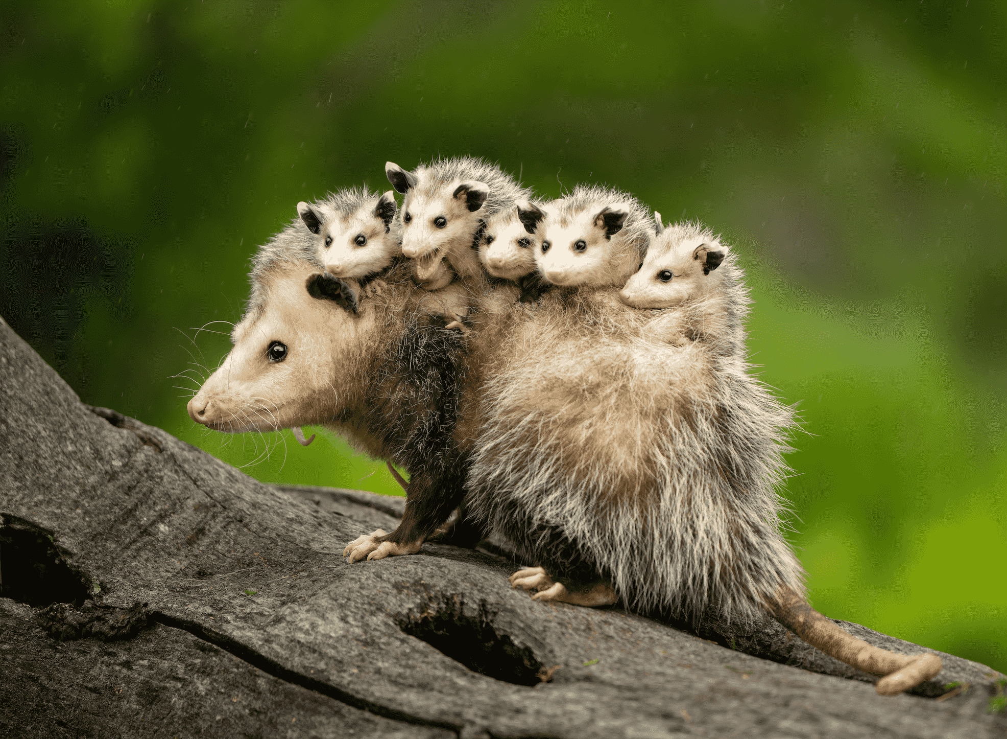 opossum-and-babies-getty1-1785470772624-17854707731272139970518