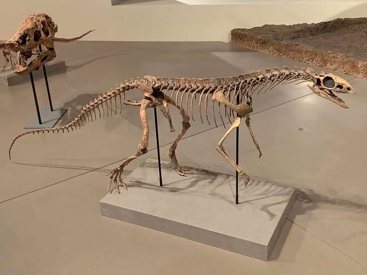 asilisauruskongwefmnh-1790470127851-17904701280061848909260