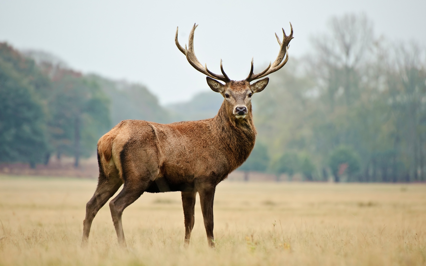 deer-1789835169909-17898351701222025338926