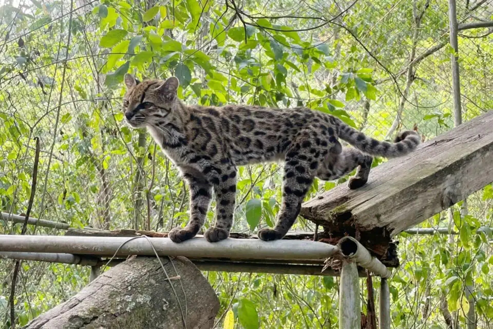 leopardus-tilcayo-new-wildcat-960x640-1-1790136518328-17901365189301631602846
