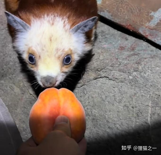 Thực hư sinh vật ăn quả bàn đào trên núi Võ Đang khiến dân mạng tưởng phải ngồi tù - Ảnh 1.